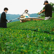 Organic Ceremonial Grade Matcha